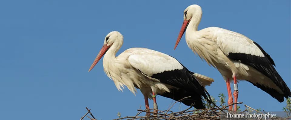 La biodiversité en équations